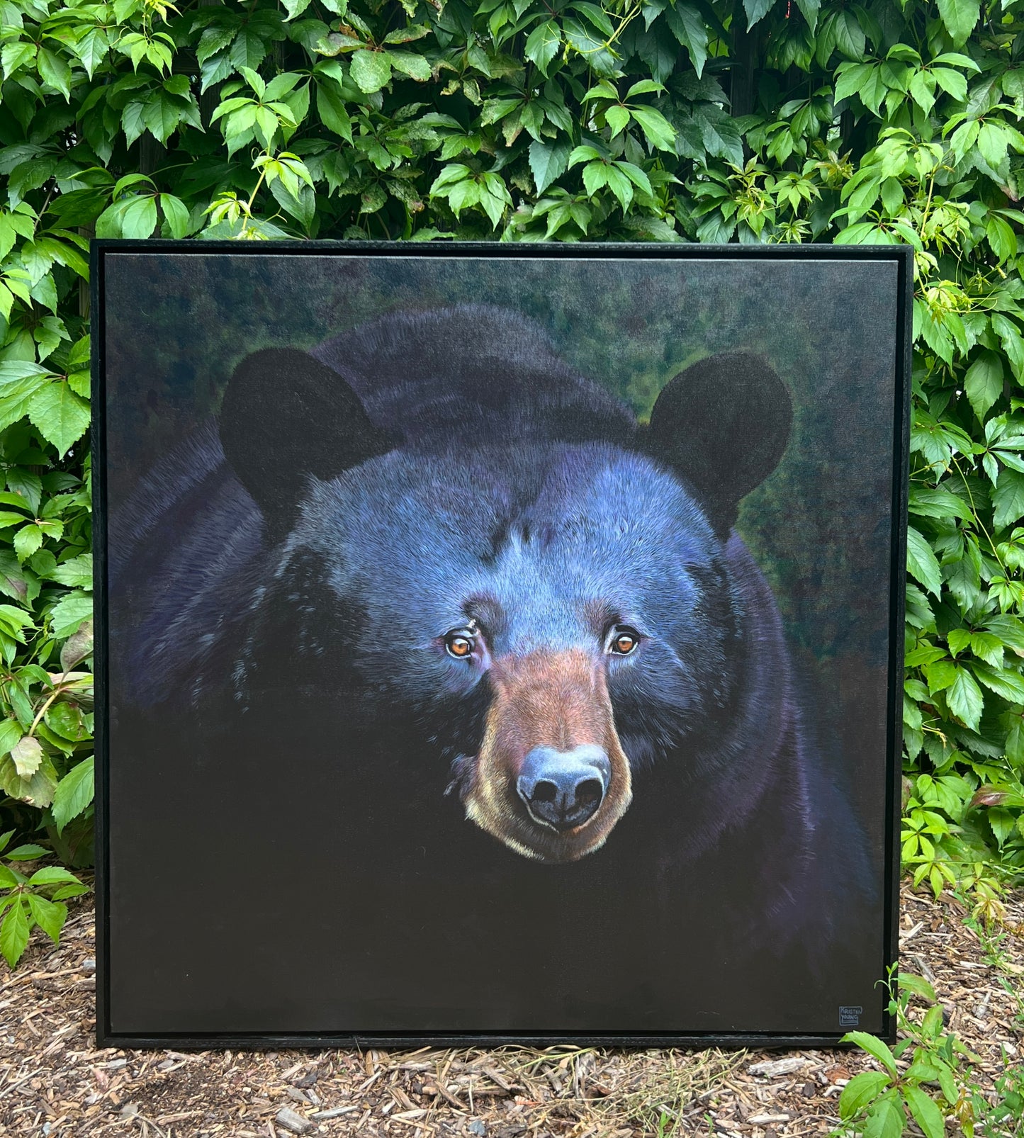 Biggest Black Bear