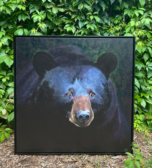 Biggest Black Bear