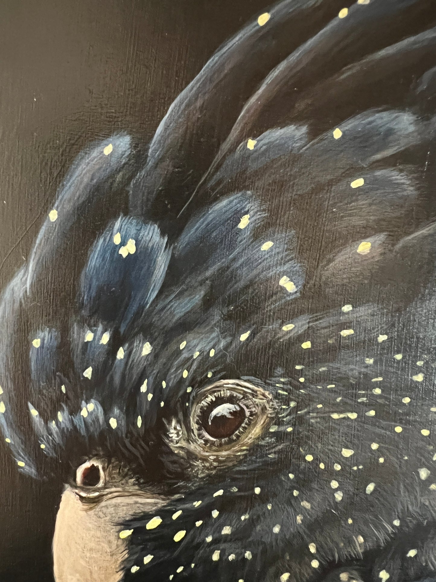 Black Cockatoo