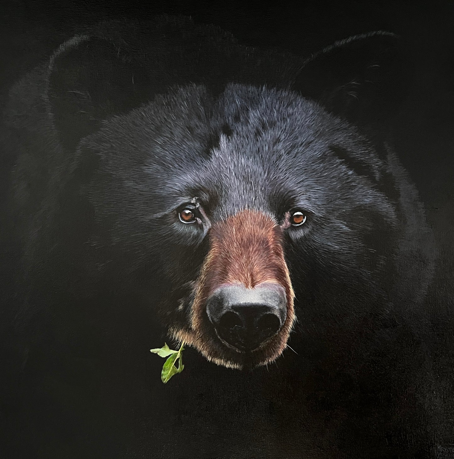 Black Bear Cub