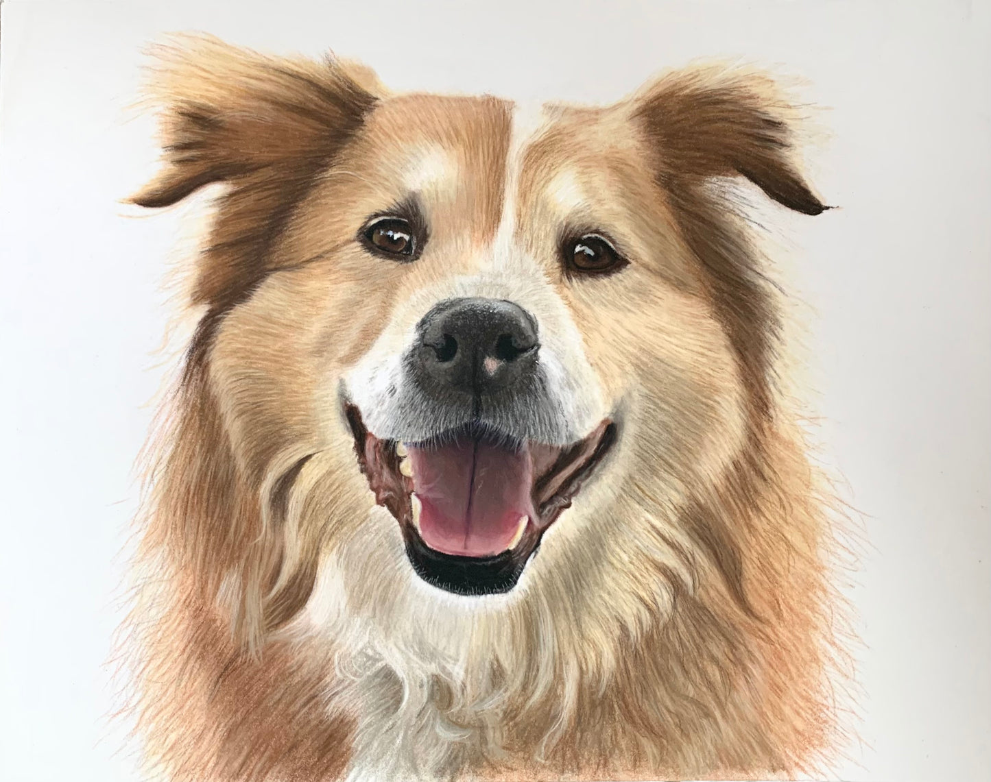 Pet Portrait Commissions