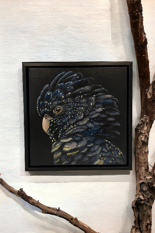 Black Cockatoo