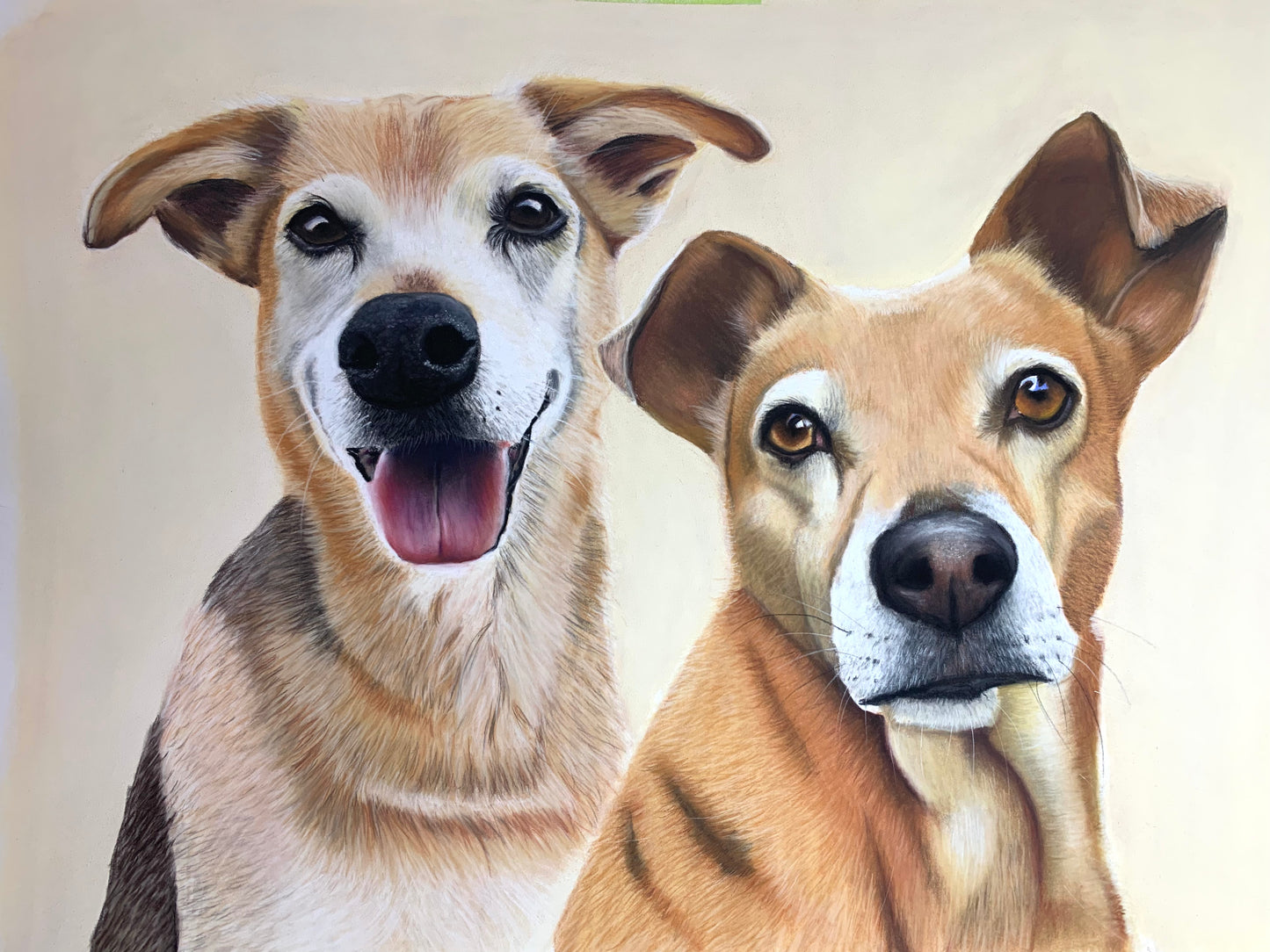 Pet Portrait Commissions