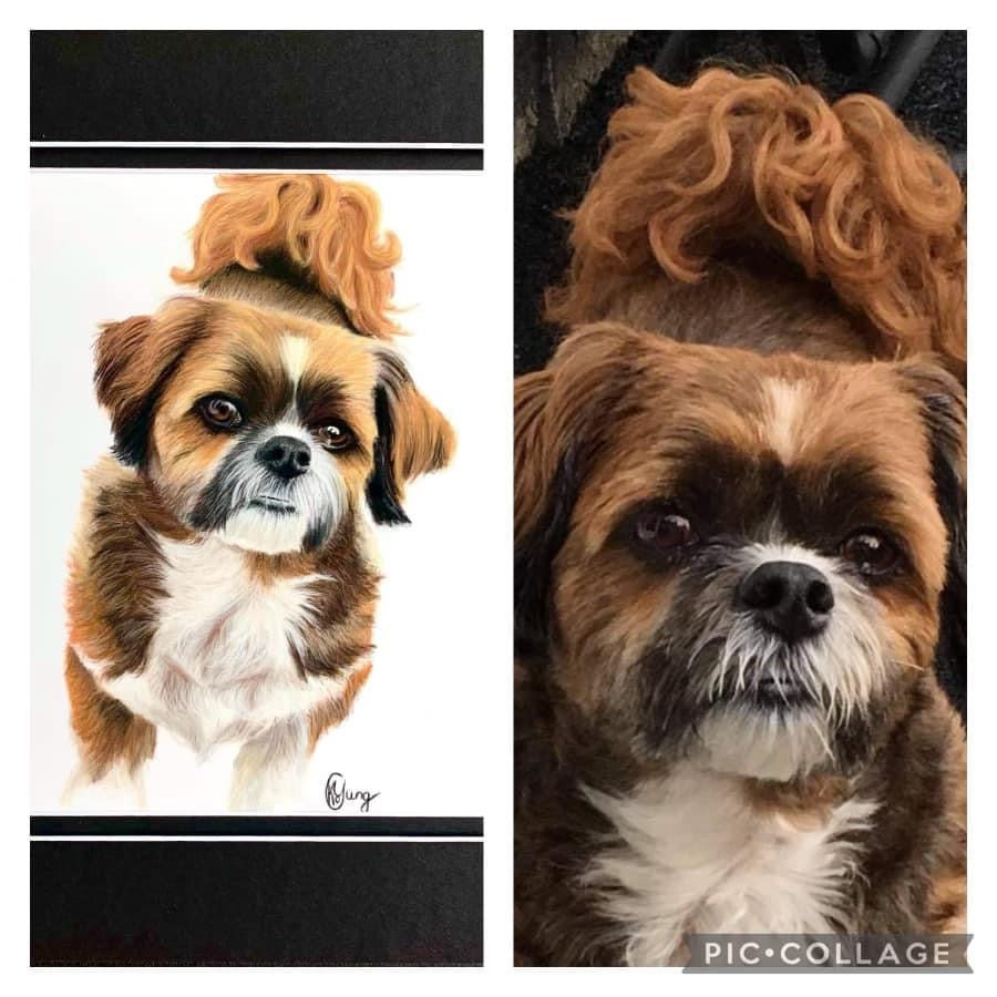 Pet Portrait Commissions